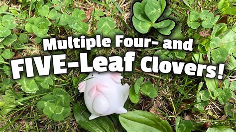 control 4 leaf clover